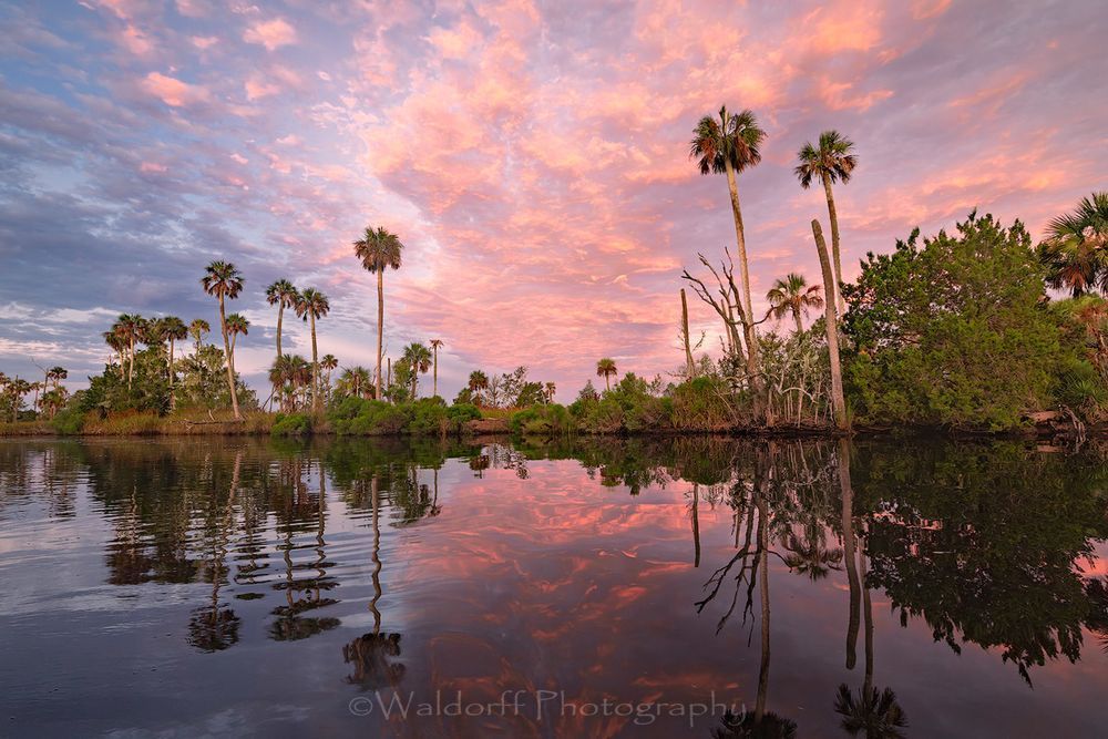 Channeling Herzog #5 | Waccasassa River, Florida  | Fine Art Landscape Photography on Canvas, Paper, Metal, Acrylic | Photography by Jeff Waldorff