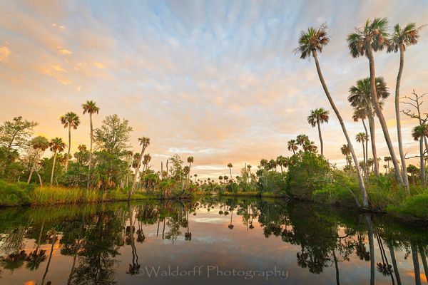 Channeling Herzog #3 | Waccasassa River, Florida  | Fine Art Landscape Photography on Canvas, Paper, Metal, Acrylic | Photography by Jeff Waldorff