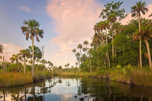 Channeling Herzog #4 | Waccasassa River, Florida  | Fine Art Landscape Photography on Canvas, Paper, Metal, Acrylic | Photography by Jeff Waldorff