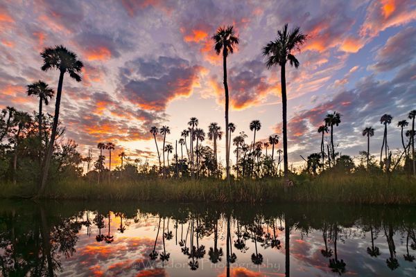Channeling Herzog #7 | Waccasassa River, Florida  | Fine Art Landscape Photography on Canvas, Paper, Metal, Acrylic | Photography by Jeff Waldorff