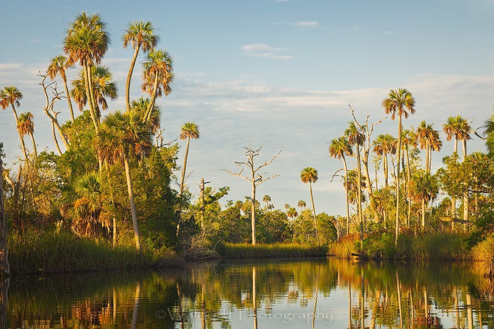 Channeling Herzog #2 | Waccasassa River, Florida  | Fine Art Landscape Photography on Canvas, Paper, Metal, Acrylic | Photography by Jeff Waldorff