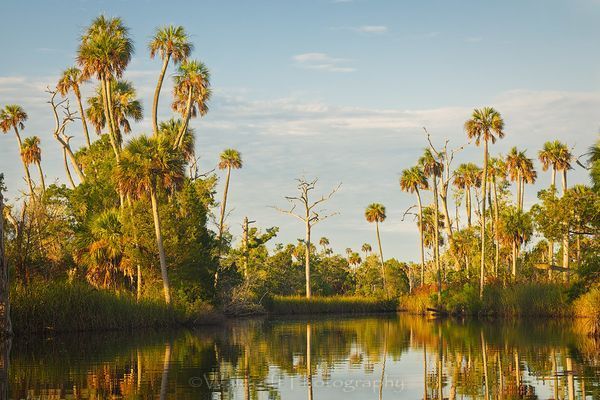 Channeling Herzog #2 | Waccasassa River, Florida  | Fine Art Landscape Photography on Canvas, Paper, Metal, Acrylic | Photography by Jeff Waldorff