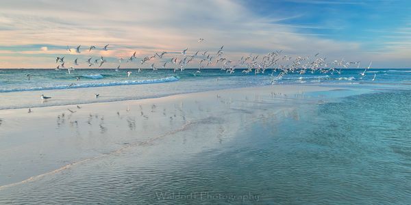 Tern To The Sky  (26 Aa) Photography Art | Waldorff Photography
