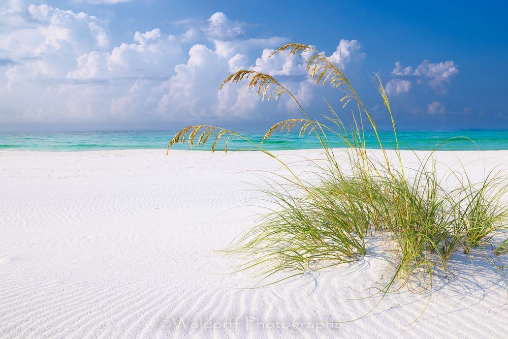 Windswept Sands | Gulf Islands National Seashore, FL