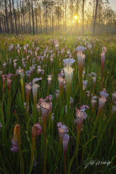 Sarracenia Leucophylla Pitch Plants | Splinter Hill, Alabama | Limited Fine Art Prints | Photography by Jeff Waldorff