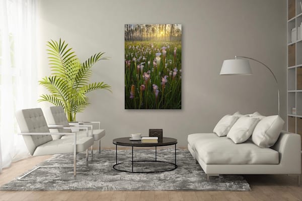 Sarracenia Leucophylla Pitch Plants | Splinter Hill, Alabama | Limited Fine Art Prints | Photography by Jeff Waldorff