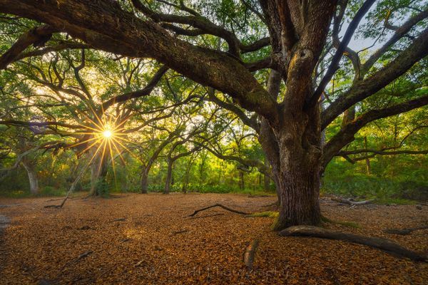 Star of the Oak Garden (23AK)