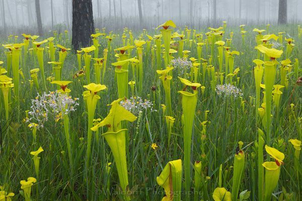 Sarracenia flava2 | Pitcher Plants| Northwest Florida | Fine Art Landscape Photography on Canvas, Paper, Metal | Photography by Jeff Waldorff