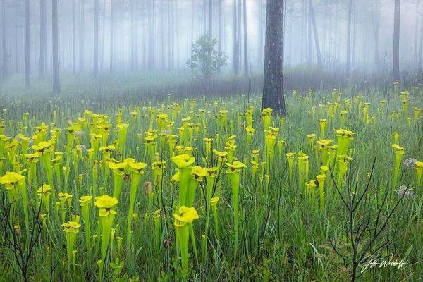 Sarracenia flava var. rugelii, the yellow pitcher plant | Black Water State Forest, Florida |  Limited Fine Art Prints | Photography by Jeff Waldorff