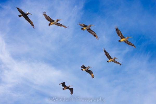 Pelican Squadron | Navarre Beach, Florida  | Fine Art Landscape Photography on Canvas, Paper, Metal, Acrylic | Photography by Jeff Waldorff