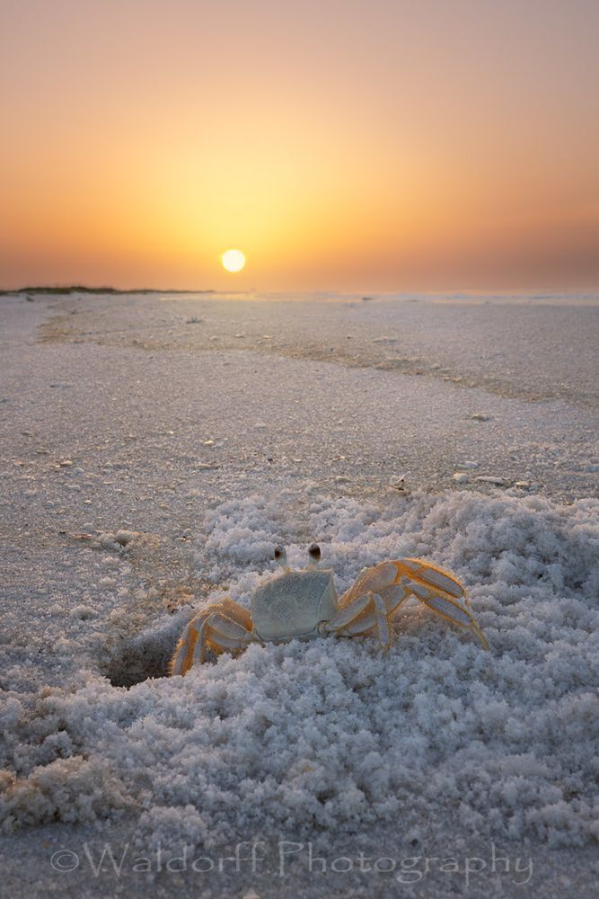 Tangerine Crab | Emerald Coast | Navarre Beach, Florida | Fine Art Landscape Photography on Canvas, Paper, Metal, Acrylic | Photography by Jeff Waldorff