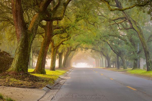 12th Avenue Fog  | Pensacola of Northwest Florida | Fine Art Prints on Canvas, Paper, Metal, and Acrylic by Waldorff Photography.