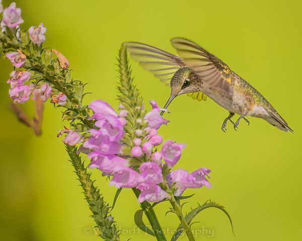 Ruby-Throated Hummingbird #1 | Fort Walton Beach, FL | Fine Art Photography on Canvas, Paper, and Metal