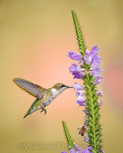 Ruby-Throated Hummingbird #4 | Fort Walton Beach, FL | Fine Art Photography on Canvas, Paper, and Metal