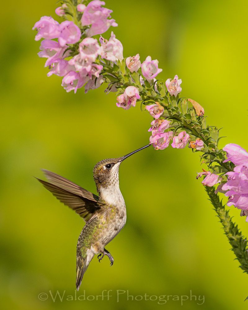 Ruby-Throated Hummingbird #2 | Fort Walton Beach, FL | Fine Art Photography on Canvas, Paper, and Metal