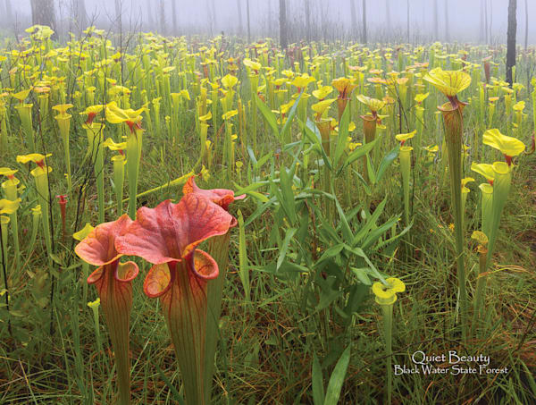Florida's Emerald Coast 2026 Calendar | Waldorff Photography