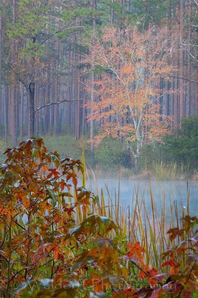 Autumn At Bear Lake (20 Aw) Photography Art | Waldorff Photography