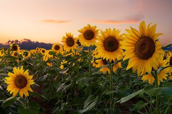 Sunflowers | Holland Farms | Milton, Florida | Fine Art Landscape Photography on Canvas, Paper, Metal | Photography by Jeff Waldorff