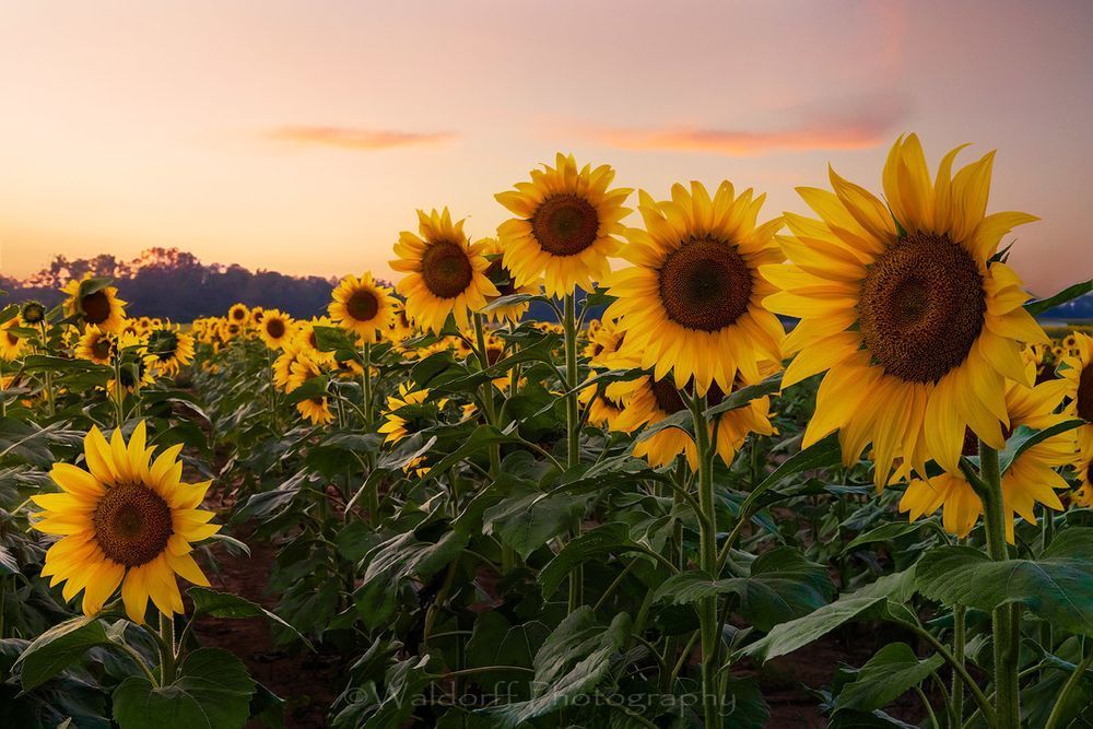 Sunflowers | Holland Farms | Milton, Florida | Fine Art Landscape Photography on Canvas, Paper, Metal | Photography by Jeff Waldorff
