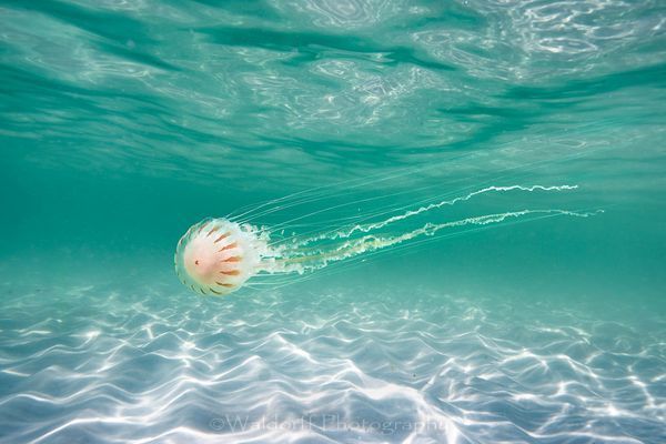 Admire From Afar (20 Ah) Photography Art | Waldorff Photography