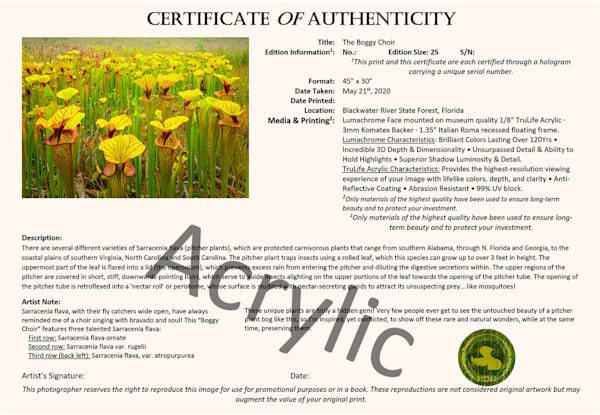 Boggy Choir   Collector's Edition | Waldorff Photography