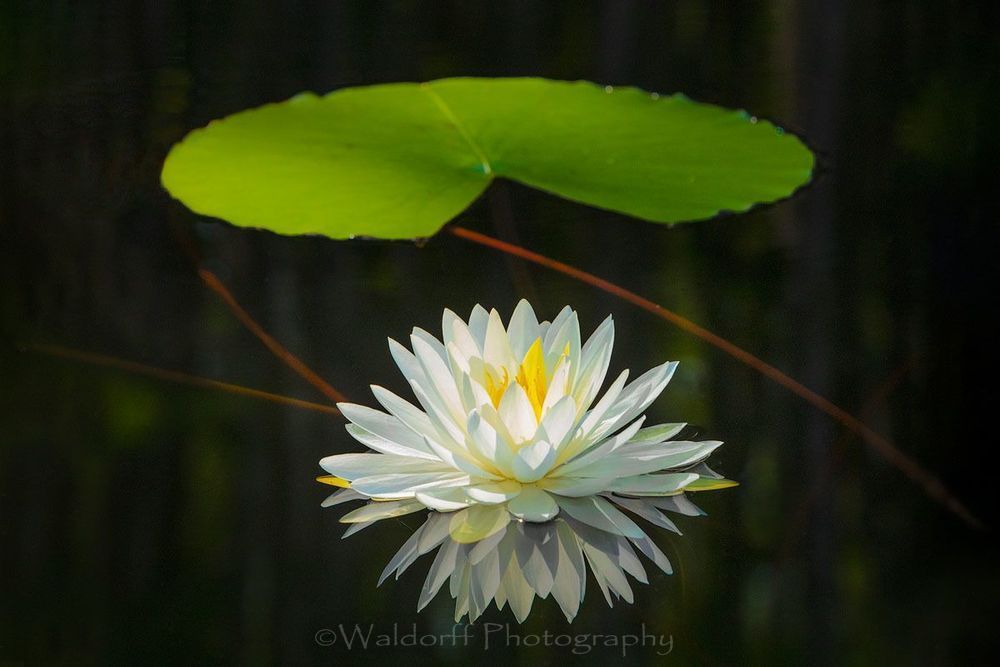 Water Lily from Northwest Florida | Fine Art Prints on Canvas, Paper, Metal, & More by Waldorff Photography