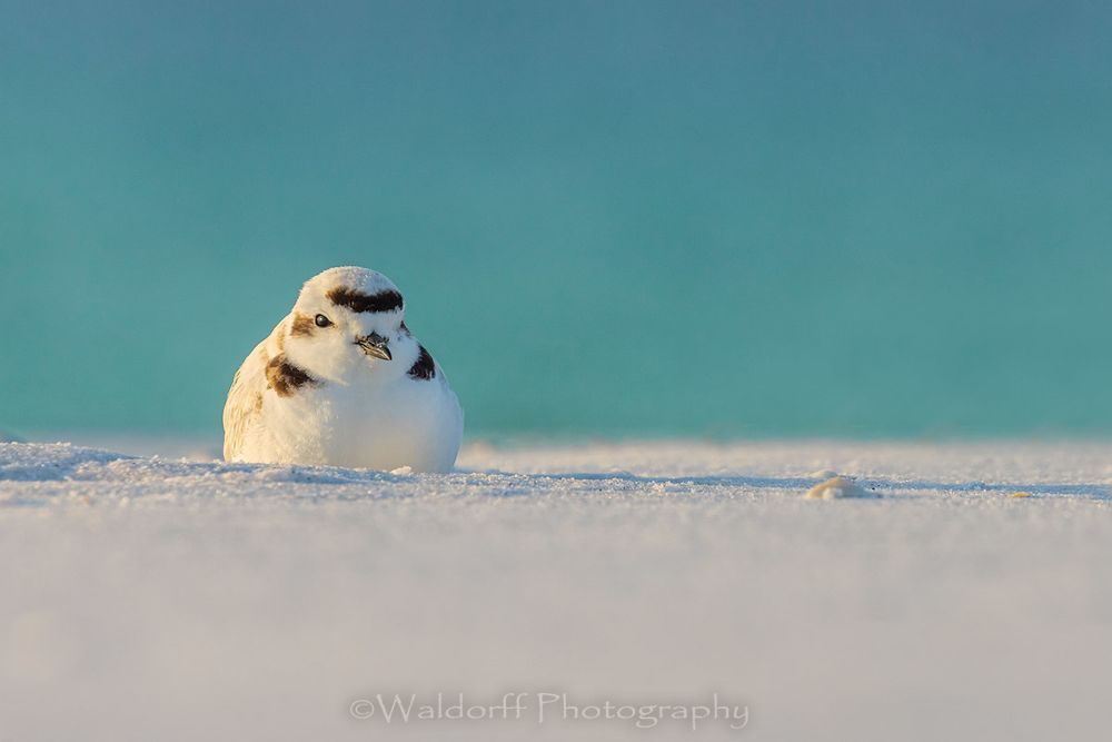 Huddled Snowy Plover on the Emerald Coast of Florida  | Fine Art Photography on Canvas, Paper, and Metal