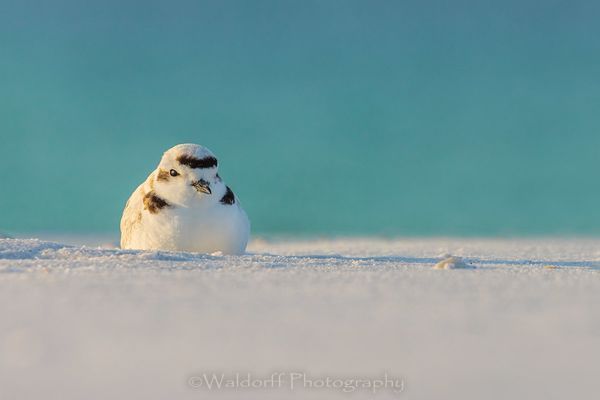 Huddled Snowy Plover on the Emerald Coast of Florida  | Fine Art Photography on Canvas, Paper, and Metal