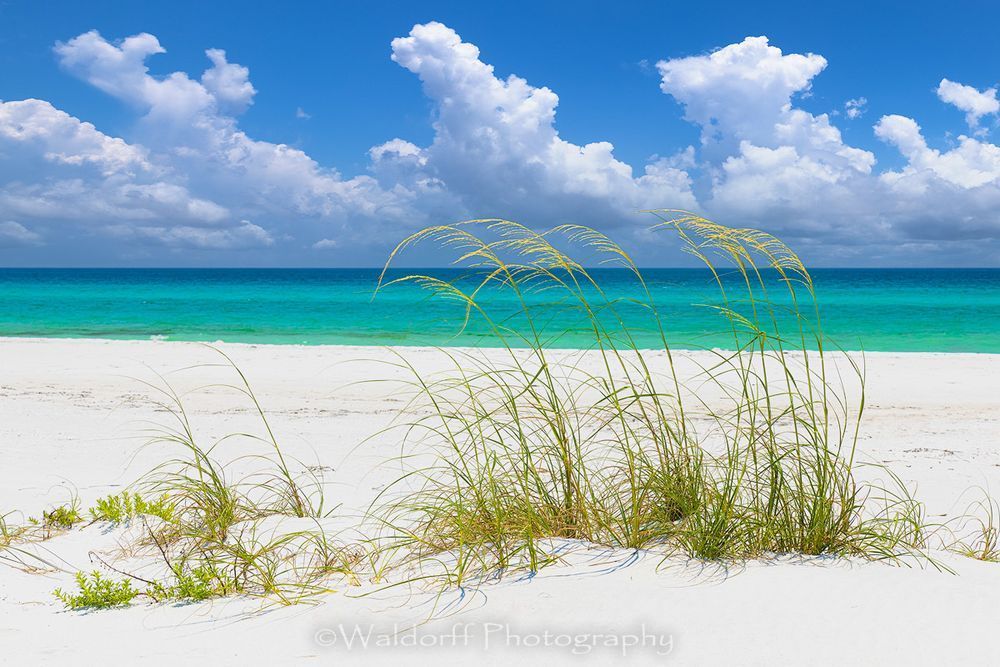 Sea Oats, White Sand, &  Emerald Green Water | Emerald Coast, Florida  | Fine Art Landscape Photography on Canvas, Paper, Metal, Acrylic | Photography by Jeff Waldorff