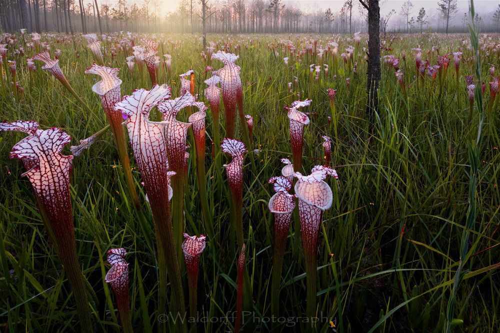 Sarracenia leucophylla | White Top Pitcher Plants| Splinter Hill, Alabama | Fine Art Landscape Photography on Canvas, Paper, Metal | Photography by Jeff Waldorff