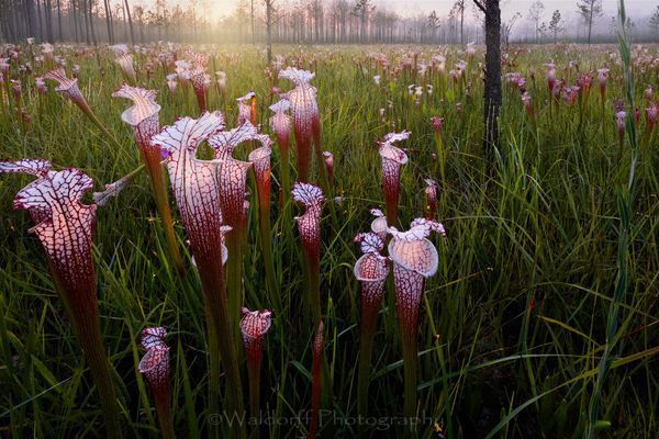 Sarracenia leucophylla | White Top Pitcher Plants| Splinter Hill, Alabama | Fine Art Landscape Photography on Canvas, Paper, Metal | Photography by Jeff Waldorff