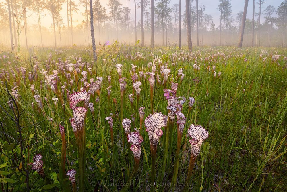 Sarracenia leucophylla #1 | White Top Pitcher Plants| Splinter Hill Bog, Alabama | Fine Art Landscape Photography on Canvas, Paper, Metal | Photography by Jeff Waldorff