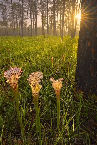 Sarracenia leucophylla #3 | Yellow Topped Pitcher Plants| Northwest Florida | Fine Art Landscape Photography on Canvas, Paper, Metal | Photography by Jeff Waldorff