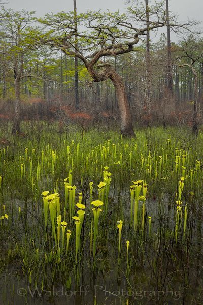Sarracenia (Pitcher Plants) | Apalachicola National Forest, Florida | Fine Art Landscape Photography on Canvas, Paper, Metal, Acrylic | Photography by Jeff Waldorff