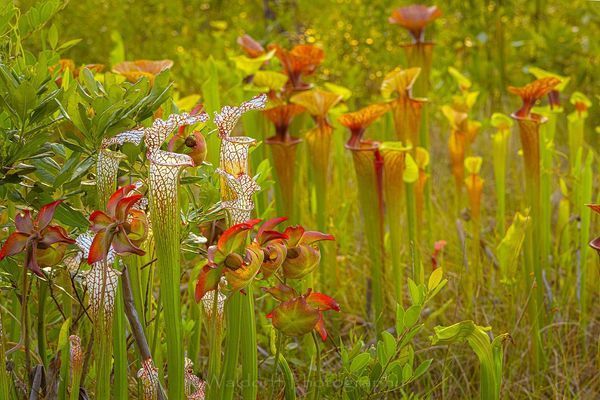 Sarracenia leucophylla & flava | Pitcher Plants| Northwest Florida | Fine Art Landscape Photography on Canvas, Paper, Metal | Photography by Jeff Waldorff