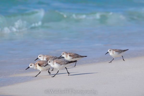 Wait for Me! | Gulf Islands National Seashore, Florida  | Fine Art Landscape Photography on Canvas, Paper, Metal, Acrylic | Photography by Jeff Waldorff