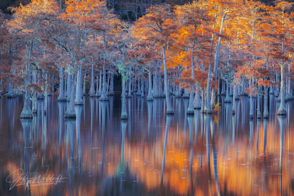 Southern Blues | Cypress Trees, Georgia | Limited Fine Art Prints | Photography by Jeff Waldorff
