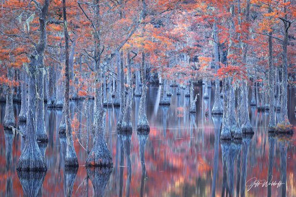 Fire & Ice | Cypress Trees, Georgia | Limited Fine Art Prints | Photography by Jeff Waldorff