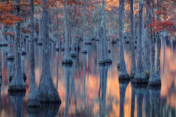 Cypress Pond (21 Bn) Photography Art | Waldorff Photography