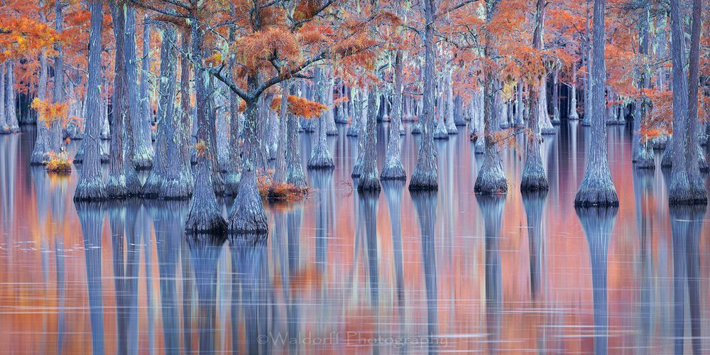 Drifting Cypress (21 Bo) Photography Art | Waldorff Photography