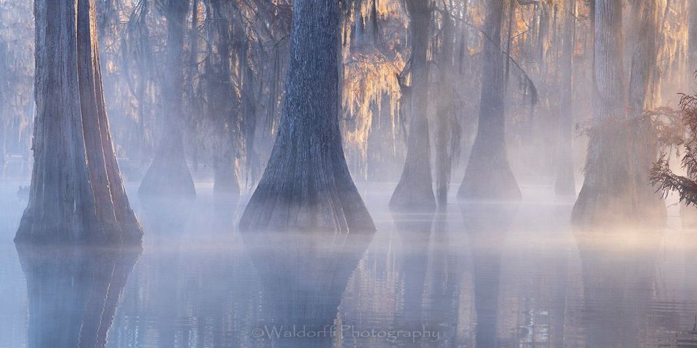 Cypress Therapy (21 Br) Photography Art | Waldorff Photography