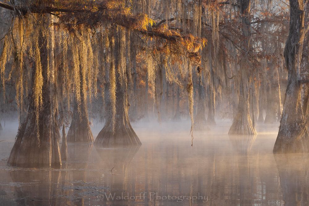 Cypress Veil (21 Bq) Photography Art | Waldorff Photography