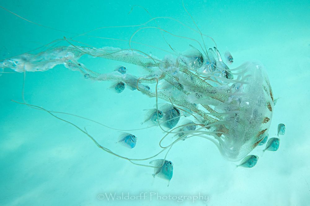 Hazardous Hideaway | Sea Nettle Jellyfish | Emerald Coast | Navarre Beach, Florida | Fine Art Landscape Photography on Canvas, Paper, Metal, Acrylic | Photography by Jeff Waldorff