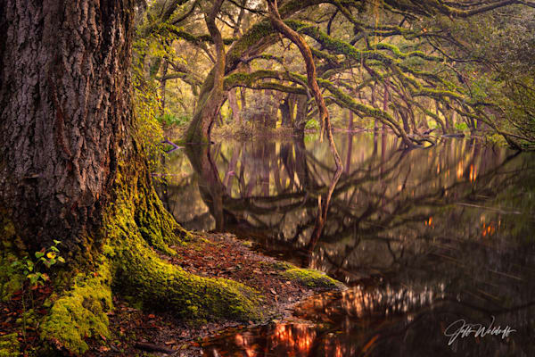 Enchanted Oaks | Live Oak Trees, Apalachicola National Forest | Limited Fine Art Prints | Photography by Jeff Waldorff