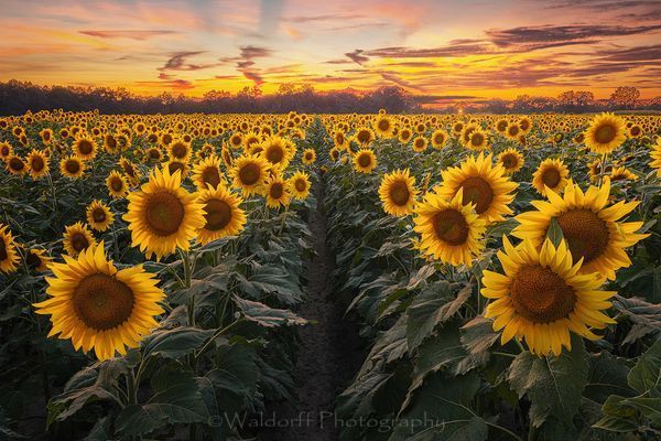 Sunflower Field | In the Middle | Holland Farms | Milton, Florida | Fine Art Landscape Photography on Canvas, Paper, Metal, Acrylic | Photography by Jeff Waldorff