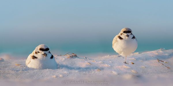 Two Snowy Plovers on the Emerald Coast of Florida  | Fine Art Photography on Canvas, Paper, Metal, and Acrylic