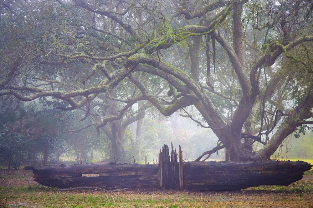 Live Oaks Trees #1 of Northwest Florida | Gulf Breeze, FL | Fine Art Prints on Canvas, Paper, Metal, & More by Waldorff Photography.