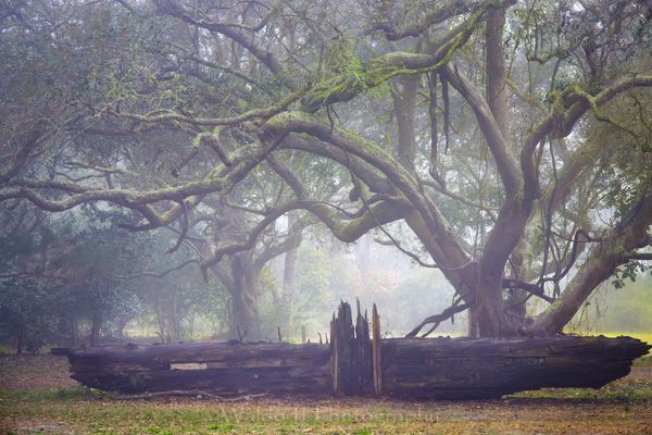 Live Oaks Trees #1 of Northwest Florida | Gulf Breeze, FL | Fine Art Prints on Canvas, Paper, Metal, & More by Waldorff Photography.