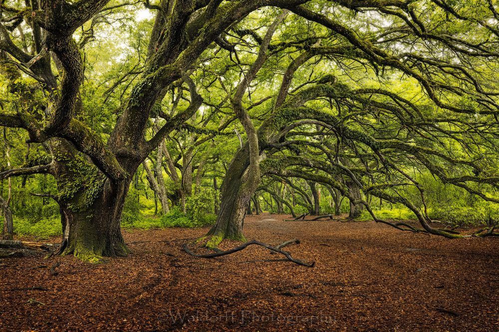 Live Oaks Trees #3 of Northwest Florida | Apalachicola National Forest, FL  | Fine Art Prints on Canvas, Paper, Metal, & More by Waldorff Photography.