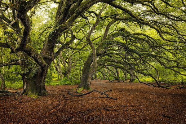 Live Oaks Trees #3 of Northwest Florida | Apalachicola National Forest, FL  | Fine Art Prints on Canvas, Paper, Metal, & More by Waldorff Photography.